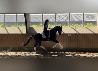 Hanoverian, Mare, 3 years, 16,1 hh, Black