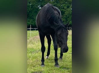 Hanoverian, Mare, 3 years, 16,1 hh, Black