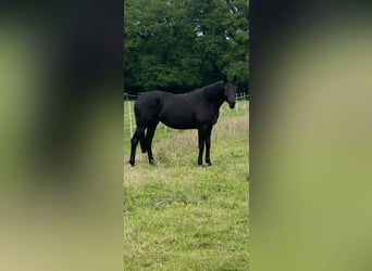 Hanoverian, Mare, 3 years, 16,1 hh, Black