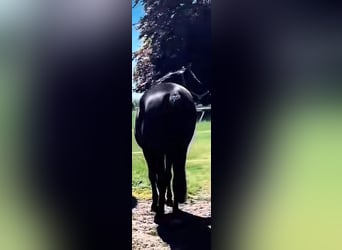 Hanoverian, Mare, 3 years, 16,1 hh, Black