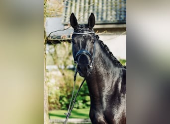 Hanoverian, Mare, 3 years, 16,1 hh, Black