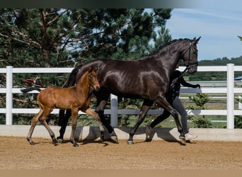 Hanoverian, Mare, 3 years, 16,1 hh, Brown