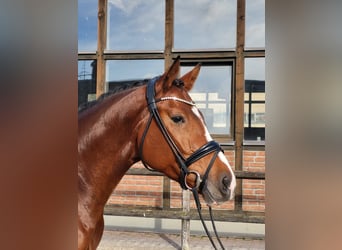 Hanoverian, Mare, 3 years, 16,1 hh, Brown