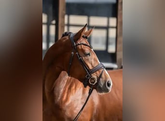 Hanoverian, Mare, 3 years, 16,1 hh, Brown