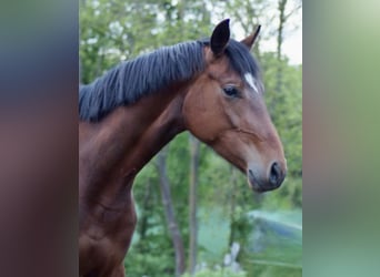 Hanoverian, Mare, 3 years, 16,1 hh, Brown