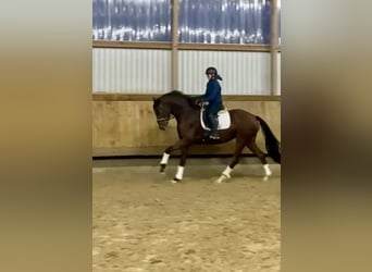 Hanoverian, Mare, 3 years, 16,1 hh, Brown