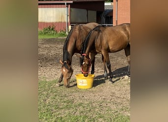 Hanoverian, Mare, 3 years, 16,1 hh, Brown