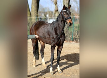 Hanoverian, Mare, 3 years, 16,1 hh, Brown