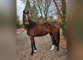 Hanoverian, Mare, 3 years, 16,1 hh, Brown