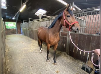 Hanoverian, Mare, 3 years, 16,1 hh, Brown
