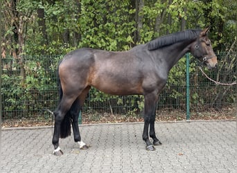 Hanoverian, Mare, 3 years, 16,1 hh, Brown