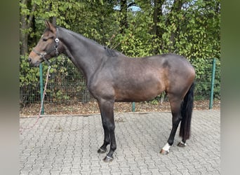 Hanoverian, Mare, 3 years, 16,1 hh, Brown