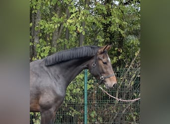 Hanoverian, Mare, 3 years, 16,1 hh, Brown