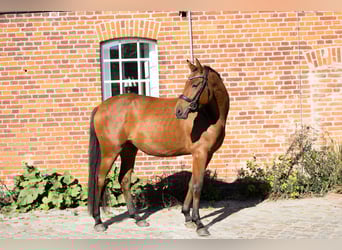 Hanoverian, Mare, 3 years, 16,1 hh, Brown