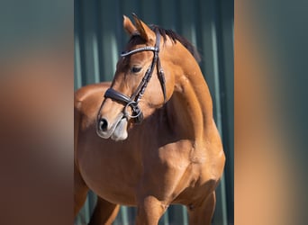 Hanoverian, Mare, 3 years, 16,1 hh, Brown