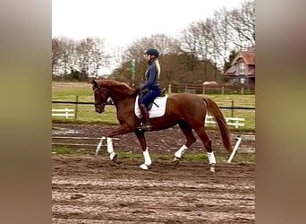 Hanoverian, Mare, 3 years, 16,1 hh, Chestnut-Red