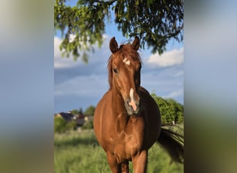 Hanoverian, Mare, 3 years, 16,1 hh, Chestnut-Red