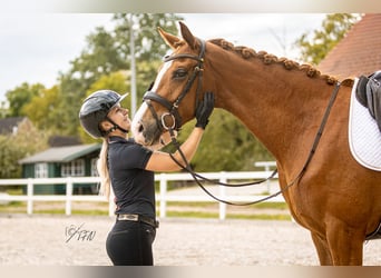 Hanoverian, Mare, 3 years, 16,1 hh, Chestnut-Red
