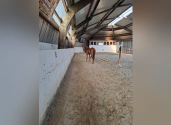 Hanoverian, Mare, 3 years, 16,1 hh, Chestnut-Red