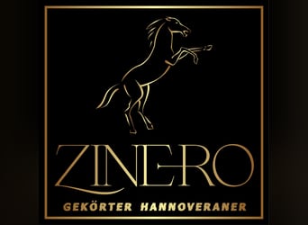 Hanoverian, Mare, 3 years, 16,1 hh, Chestnut-Red