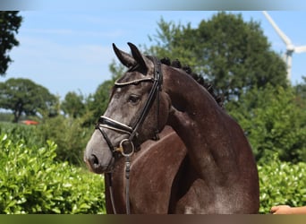 Hanoverian, Mare, 3 years, 16,1 hh, Gray
