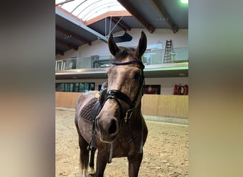 Hanoverian, Mare, 3 years, 16,1 hh, Grey