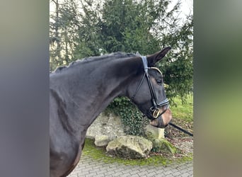 Hanoverian, Mare, 3 years, 16,1 hh, Smoky-Black