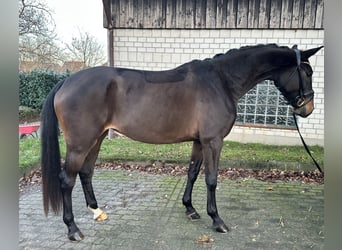 Hanoverian, Mare, 3 years, 16,1 hh, Smoky-Black