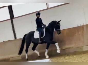 Hanoverian, Mare, 3 years, 16,1 hh, Smoky-Black