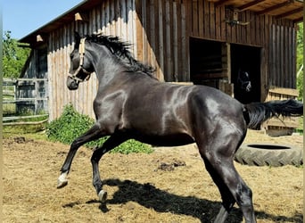Hanoverian, Mare, 3 years, 16,2 hh, Black