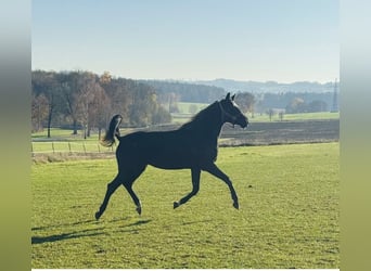Hanoverian, Mare, 3 years, 16,2 hh, Black