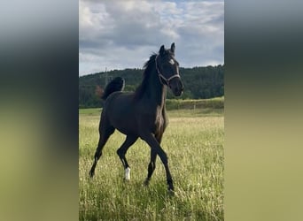 Hanoverian, Mare, 3 years, 16,2 hh, Black