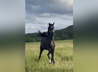 Hanoverian, Mare, 3 years, 16,2 hh, Black