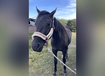 Hanoverian, Mare, 3 years, 16,2 hh, Black