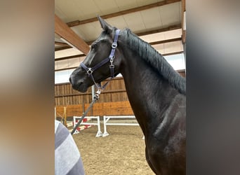 Hanoverian, Mare, 3 years, 16,2 hh, Black