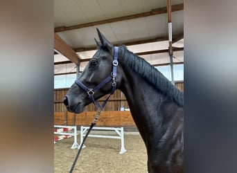 Hanoverian, Mare, 3 years, 16,2 hh, Black
