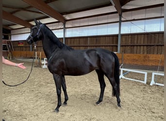 Hanoverian, Mare, 3 years, 16,2 hh, Black