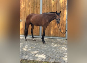 Hanoverian, Mare, 3 years, 16,2 hh, Brown