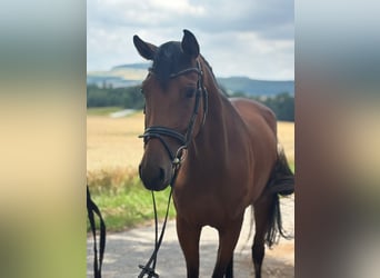 Hanoverian, Mare, 3 years, 16,2 hh, Brown