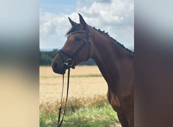 Hanoverian, Mare, 3 years, 16,2 hh, Brown