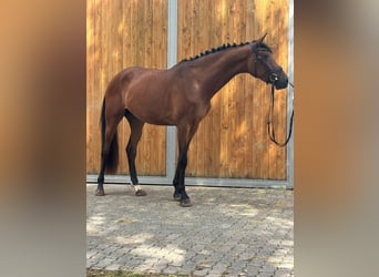 Hanoverian, Mare, 3 years, 16,2 hh, Brown