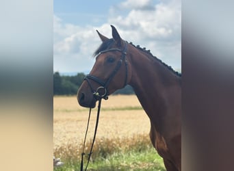 Hanoverian, Mare, 3 years, 16,2 hh, Brown