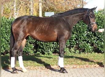 Hanoverian, Mare, 3 years, 16,2 hh, Smoky-Black