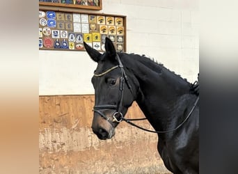 Hanoverian, Mare, 3 years, 16,2 hh, Smoky-Black