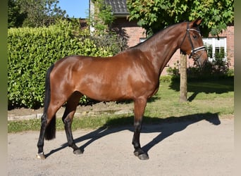 Hanoverian, Mare, 3 years, 16,3 hh, Bay-Dark