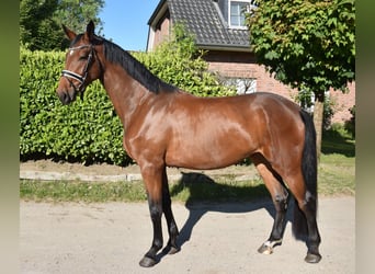 Hanoverian, Mare, 3 years, 16,3 hh, Bay-Dark