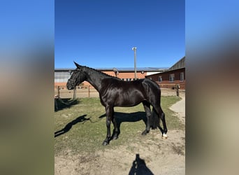 Hanoverian, Mare, 3 years, 16,3 hh, Black