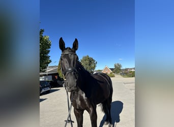 Hanoverian, Mare, 3 years, 16,3 hh, Black