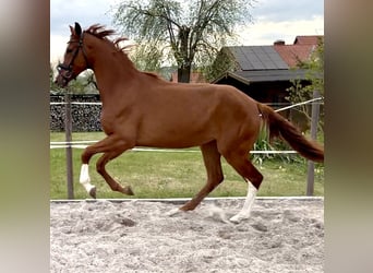 Hanoverian, Mare, 3 years, 16,3 hh, Chestnut-Red