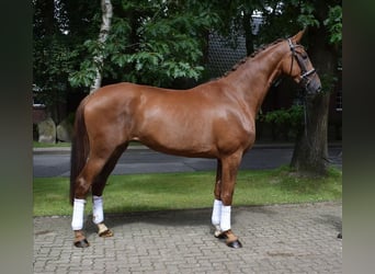 Hanoverian, Mare, 3 years, 17.1 hh, Chestnut-Red